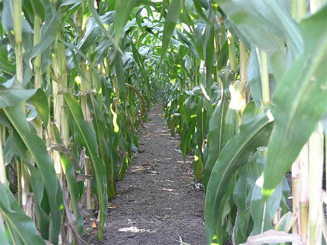 corn_tunnel